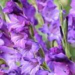 When to Plant Bulbs in Massachusetts for Spring Blooms