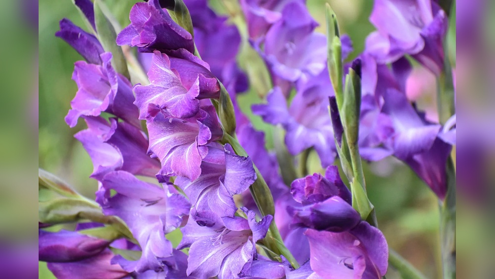 When to Plant Bulbs in Massachusetts for Spring Blooms