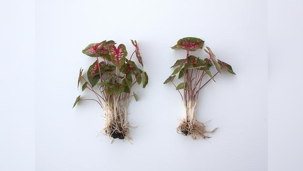 When to Plant Caladium Bulbs in Zone 8 for Best Growth