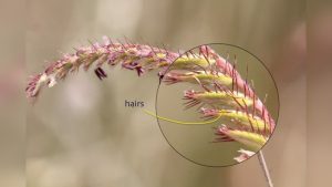 When To Plant Centipede Grass Seed