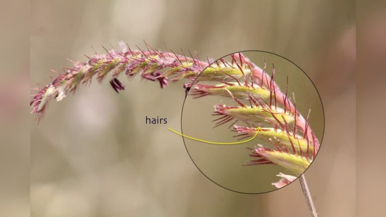 When to Plant Centipede Grass Seed