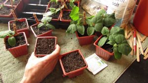When To Plant Cucumber Seeds Indoors