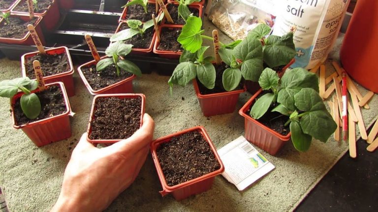 When to Plant Cucumber Seeds Indoors