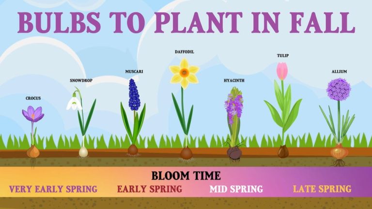 When to Plant Daffodil Bulbs in Ohio for Spring Blooms