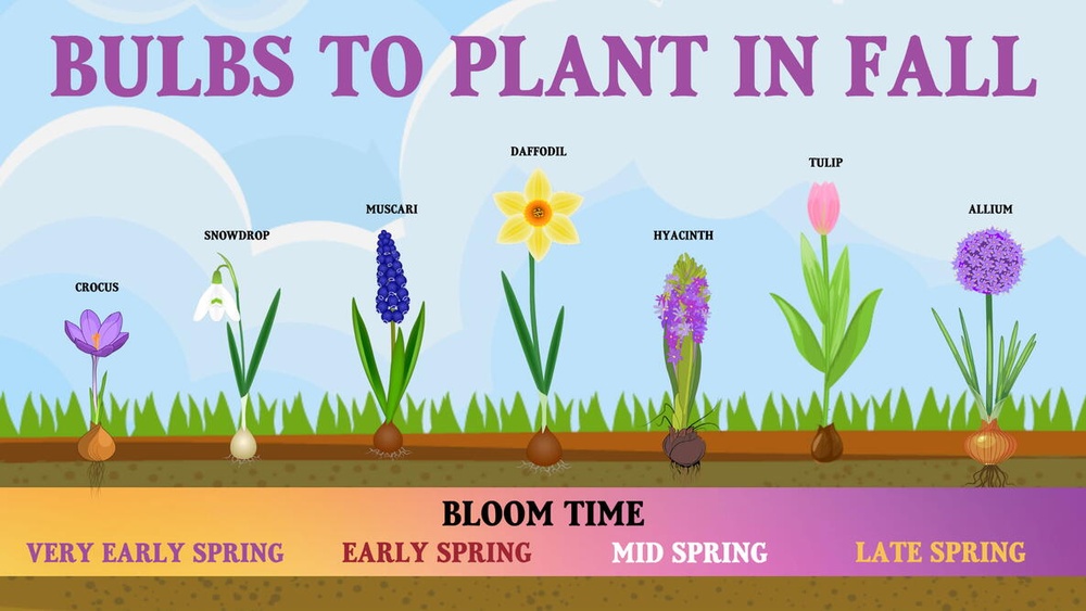 When to Plant Daffodil Bulbs in Ohio for Spring Blooms