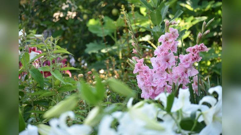 When to Plant Gladiolus Bulbs in Zone 7 (Timing Guide)