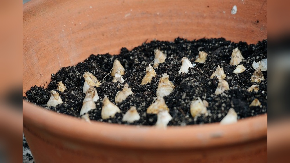 When to Plant Grape Hyacinth Bulbs