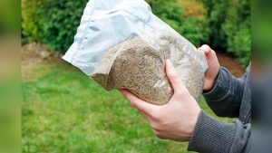 When To Plant Grass Seed In Seattle