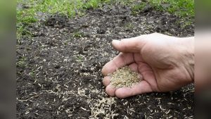 When To Plant Grass Seed In Spring