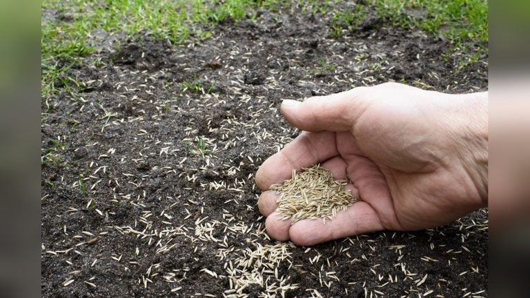 When to Plant Grass Seed in Spring
