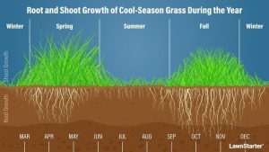 When to Plant Grass Seed in Virginia (Seasonal Breakdown)