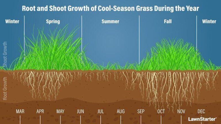 When to Plant Grass Seed in Virginia (Seasonal Breakdown)