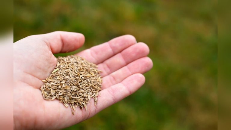 When to Plant Grass Seed in Wisconsin (Best Time Guide)