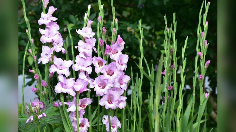 When to Plant Iris Bulbs in Colorado for Best Blooms