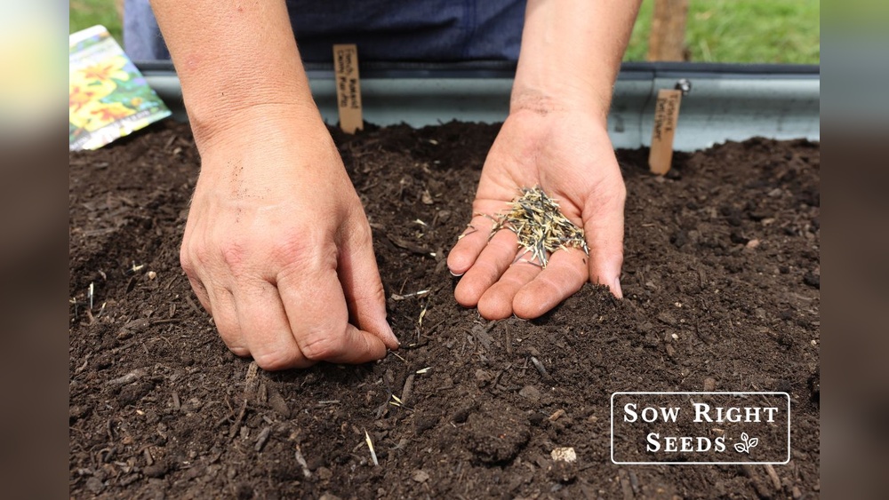 When to Plant Marigold Seeds Indoors