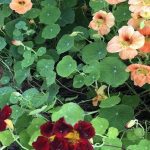When to Plant Nasturtium Seeds in Zone 9 for Best Results