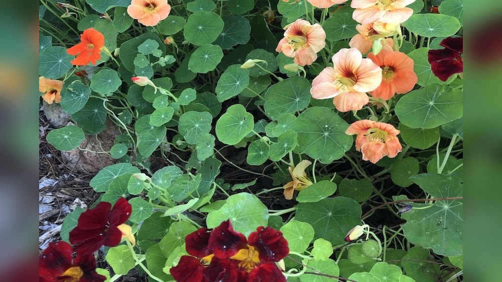 When to Plant Nasturtium Seeds in Zone 9 for Best Results