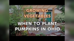 When To Plant Pumpkin Seeds In Ohio