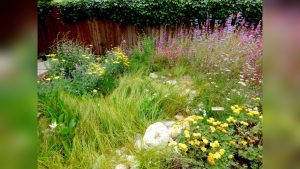 When To Plant Seed For Rain Gardens