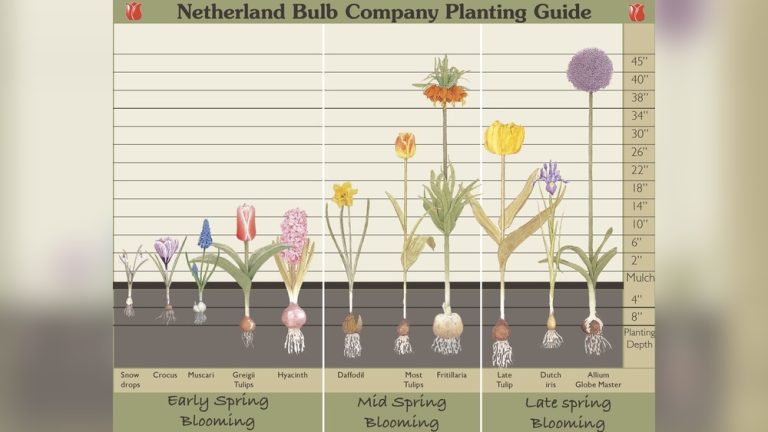 When to Plant Tulip Bulbs in New Jersey for Best Blooms