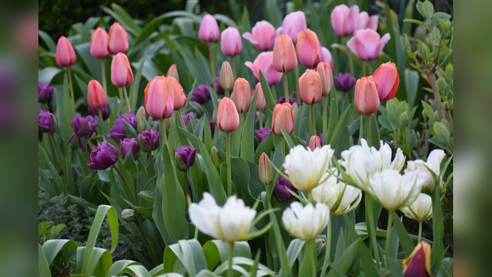 When to Plant Tulip Bulbs in Texas