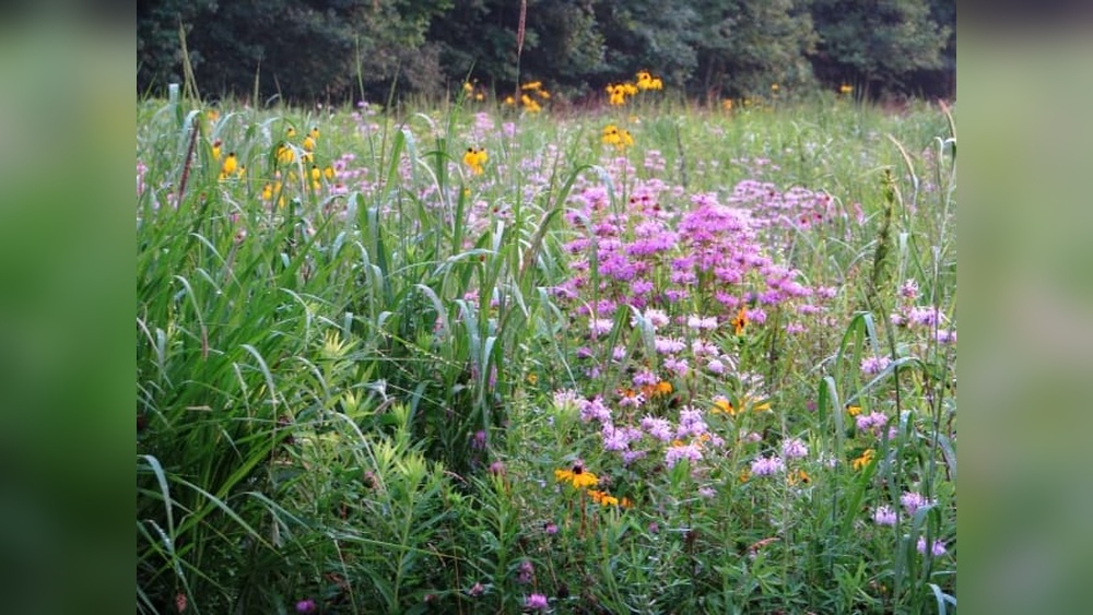 When to Plant Wildflower Seeds in Ohio for Best Results