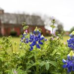 When to Plant Wildflower Seeds in Texas for Best Blooms