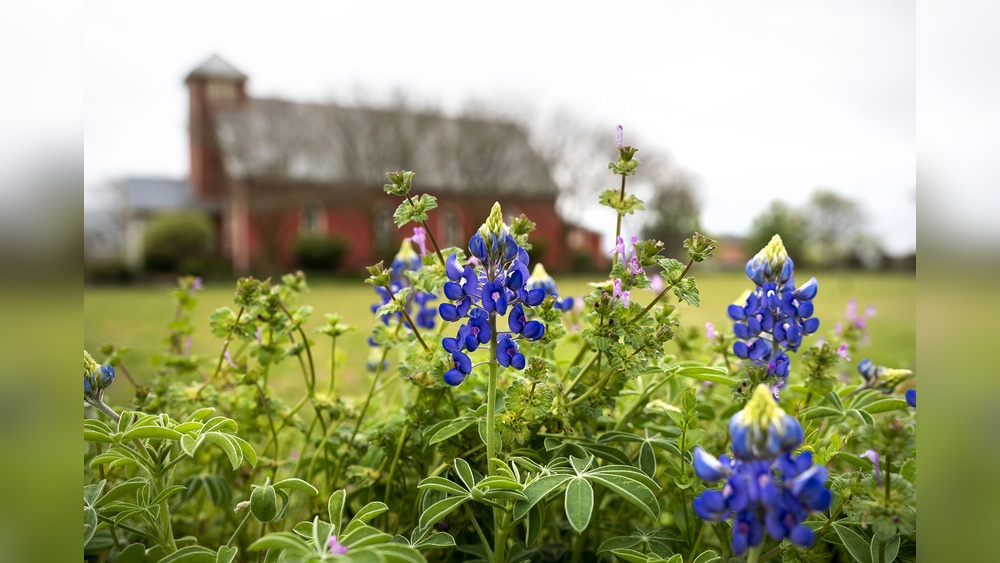 When to Plant Wildflower Seeds in Texas for Best Blooms