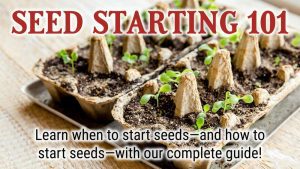 When to Start Seeds Indoors for a Successful Spring Garden