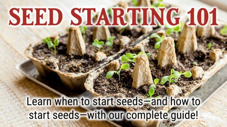 When to Start Seeds Indoors for a Successful Spring Garden