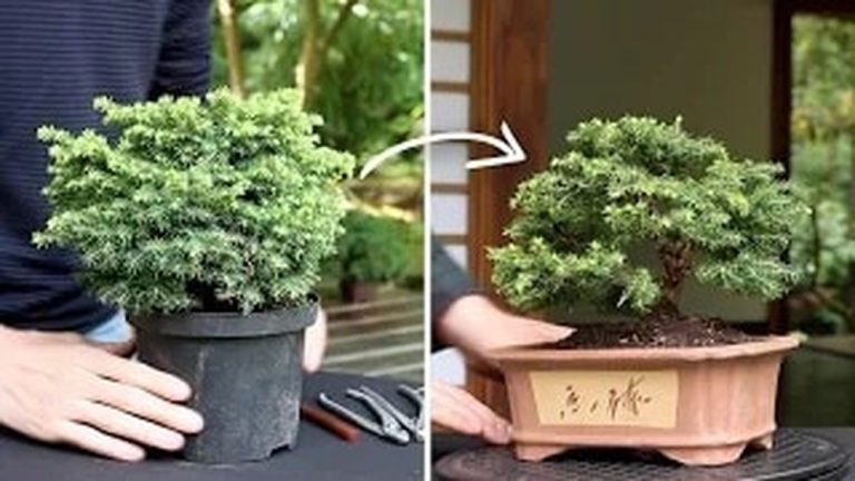 When to Train a Juniper Bonsai from Nursery Stock