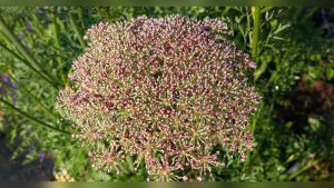 Where Are Carrot Seeds On The Plant