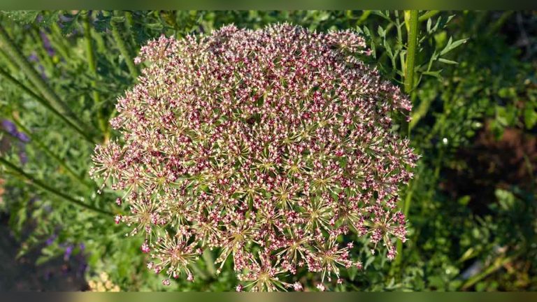 Where are Carrot Seeds on the Plant