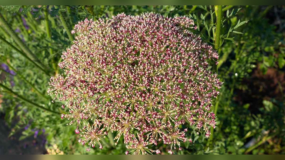 Where are Carrot Seeds on the Plant