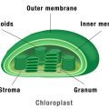 Where Are Most Photosynthetic Cells in Plants Found? Explained