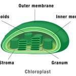 Where Are Most Photosynthetic Cells in Plants Found? Explained