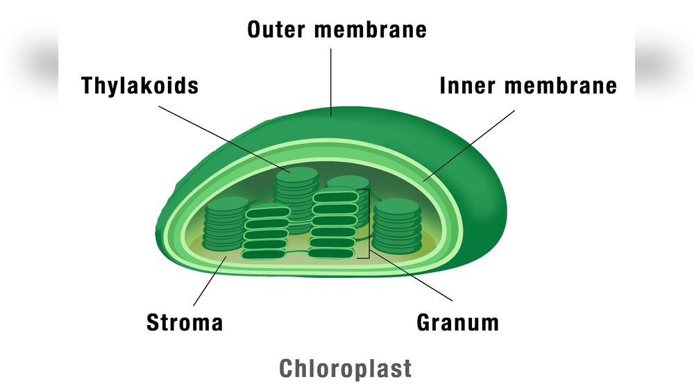 Where Are Most Photosynthetic Cells in Plants Found? Explained