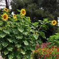 Where Are the Seeds Located in a Sunflower Plant? Explained