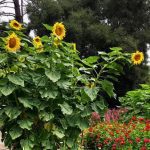 Where Are the Seeds Located in a Sunflower Plant? Explained