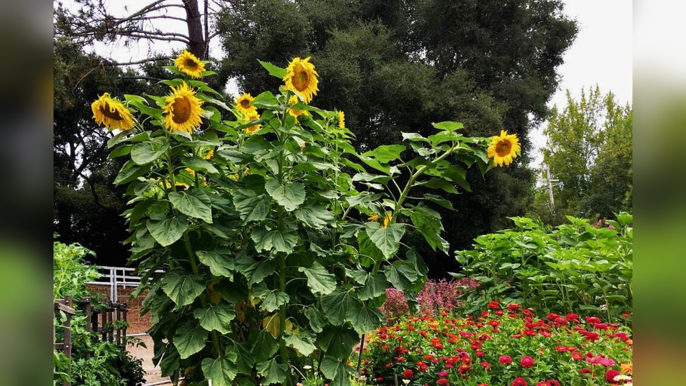 Where Are the Seeds Located in a Sunflower Plant? Explained