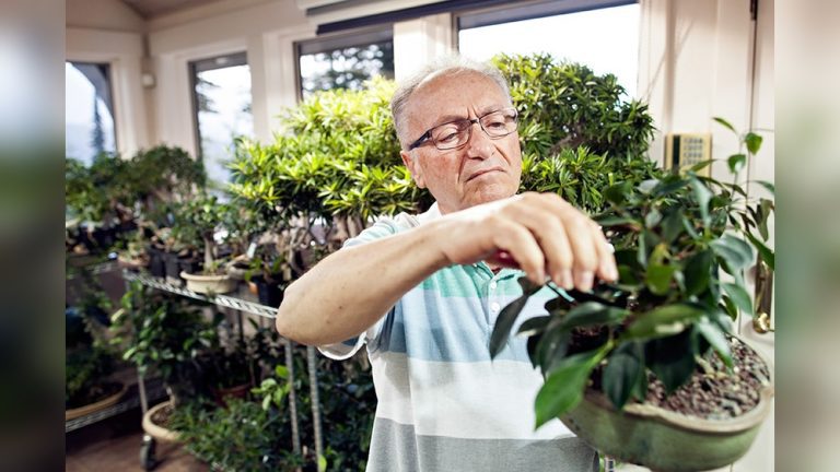 Where to Buy a Bonsai Tree in the Flathead Valley
