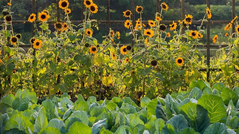 Which Bees Pollinate Vegetable Gardens