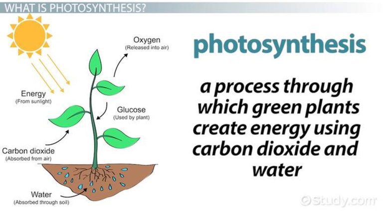 Which of the Following Do Plants Gain From Sunlight? Answered