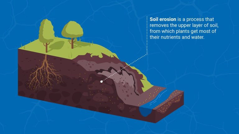 Which of the Following Is a Cause of Soil Erosion? Explained