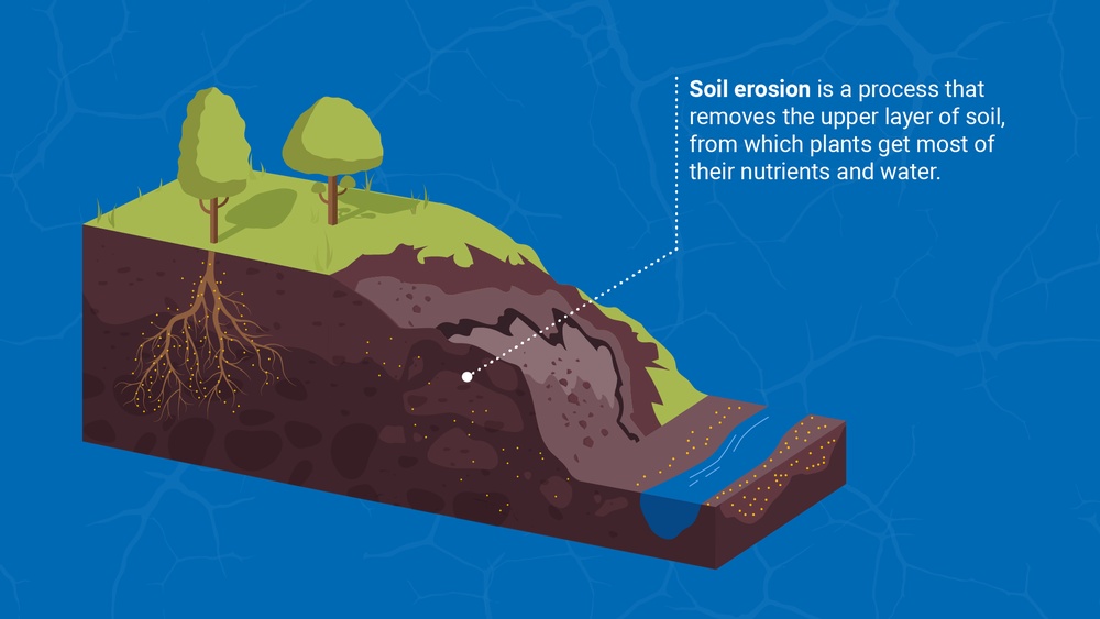 Which of the Following Is a Cause of Soil Erosion? Explained