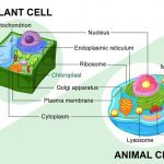 Which Organelle Is Absent in Plant Cells? Simply Explained