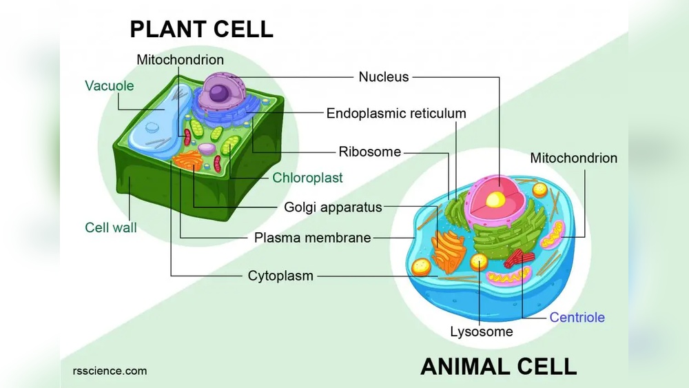 Which Organelle Is Absent in Plant Cells? Simply Explained