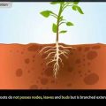 Which Part of a Plant Absorbs Water From the Soil?