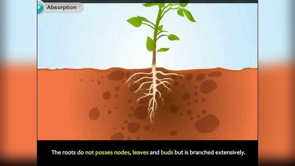 Which Part of a Plant Absorbs Water From the Soil?