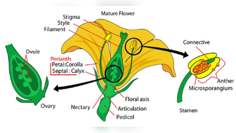Which Part of a Plant Is Responsible for Reproduction?